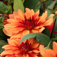 Ember Idylle Tuber