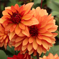 Ember Idylle Dahlia Knöl