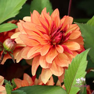 Ember Idylle Dahlia Tuber