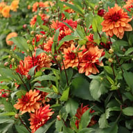 Ember Idylle Dahlia Knöl