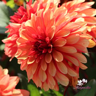 Ember Idylle Dahlia Tuber