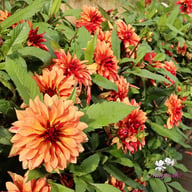 Ember Idylle Dahlia Tuber