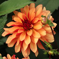 Ember Idylle Dahlia Knöl