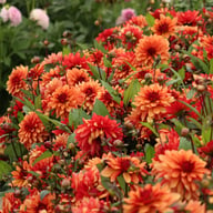 Ember Idylle Dahlia Knöl