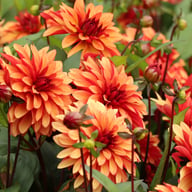 Ember Idylle Dahlia Knöl