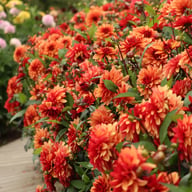 Ember Idylle Dahlia Knöl