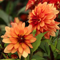 Ember Idylle Dahlia Knöl