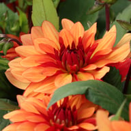 Ember Idylle Dahlia Knöl