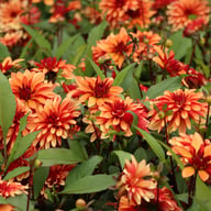 Ember Idylle Dahlia Knöl