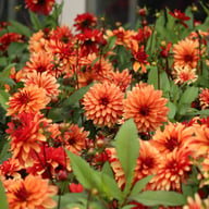 Ember Idylle Dahlia Knöl