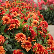 Ember Idylle Dahlia Knöl