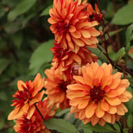 Ember Idylle Dahlia Knöl
