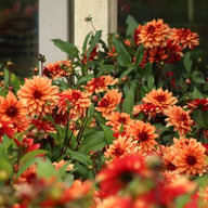 Ember Idylle Dahlia Knöl