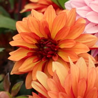 Ember Idylle Dahlia Knöl