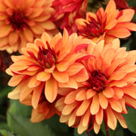 Ember Idylle Dahlia Knöl