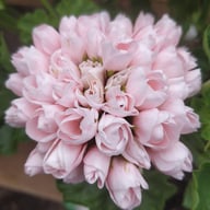 Emma från Bengtsbo Pelargonium Cutting