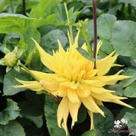 Encore Dahlia Knöl