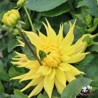 Encore Dahlia Knöl