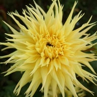 Encore Dahlia Knöl