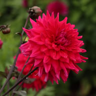 Engelhardts Matador Dahlia Tuber