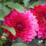 Engelhardts Matador Dahlia Knöl