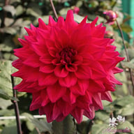Engelhardts Matador Dahlia Knöl