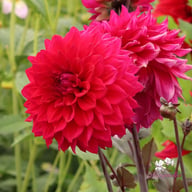 Engelhardts Matador Dahlia Knöl