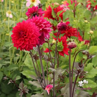 Engelhardts Matador Dahlia Knöl