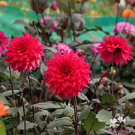 Engelhardts Matador Dahlia Knöl