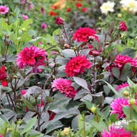 Engelhardts Matador Dahlia Knöl