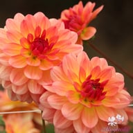 Erna Panzer Dahlia Tuber