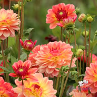 Erna Panzer Dahlia Tuber