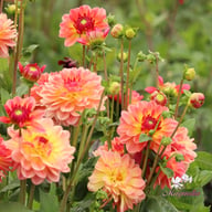 Erna Panzer Dahlia Tuber
