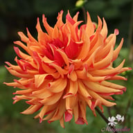 Erpeler Ley Dahlia Tuber
