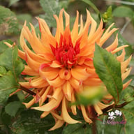 Erpeler Ley Dahlia Tuber