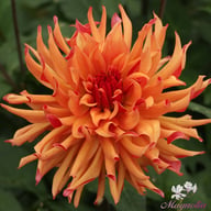 Erpeler Ley Dahlia Tuber