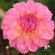 Esli (Ilse) Dahlia Knöl