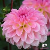 Esli (Ilse) Dahlia Knöl