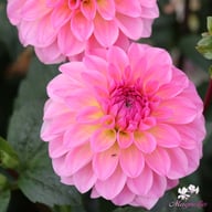 Esli (Ilse) Dahlia Knöl