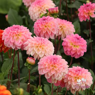 Esli (Ilse) Dahlia Knöl