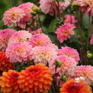 Esli (Ilse) Dahlia Knöl