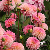 Esli (Ilse) Dahlia Knöl
