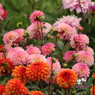 Esli (Ilse) Dahlia Knöl