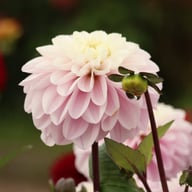 Espacio Dahlia Knöl