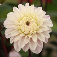 Espacio Dahlia Knöl