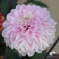 Espacio Dahlia Tuber