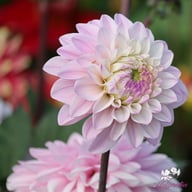 Espacio Dahlia Tuber