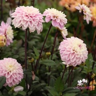 Espacio Dahlia Tuber