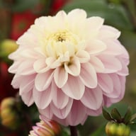 Espacio Dahlia Knöl