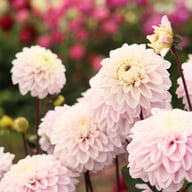 Espacio Dahlia Knöl